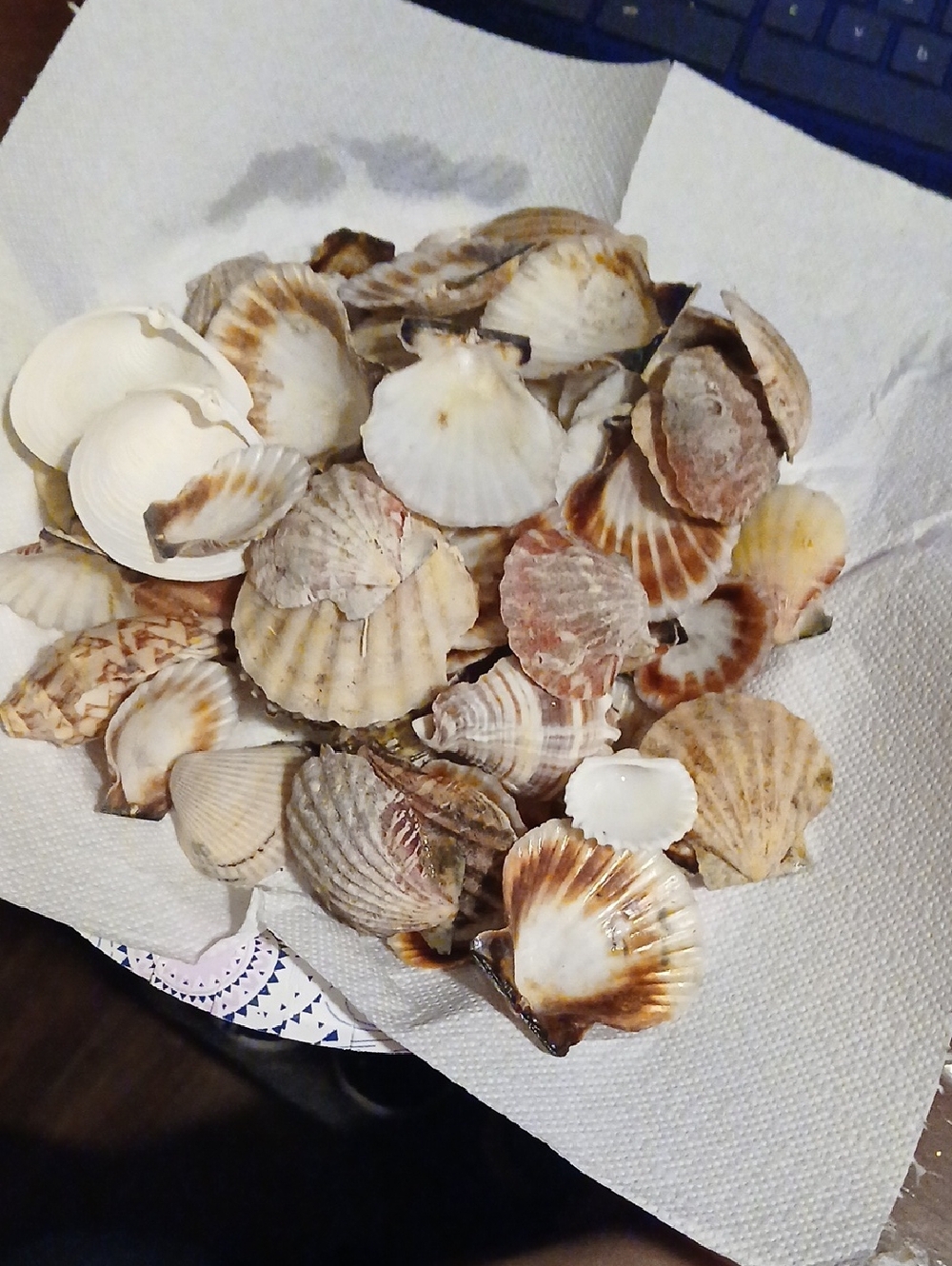Natural Sea Shell Mix - Scallop & Cockle Variety